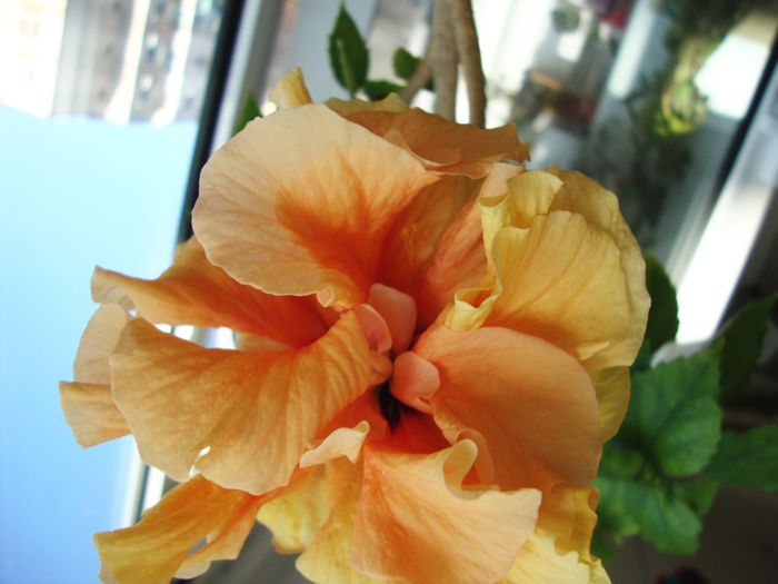 piersicuta - 2010 hibiscus