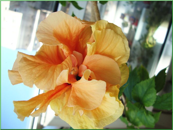 DSC01423 - 2010 hibiscus