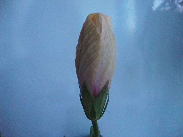 oberon - 2010 hibiscus