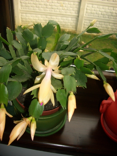 schlumbergera galbena - cactusi si suculente