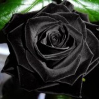 trandafir-negru