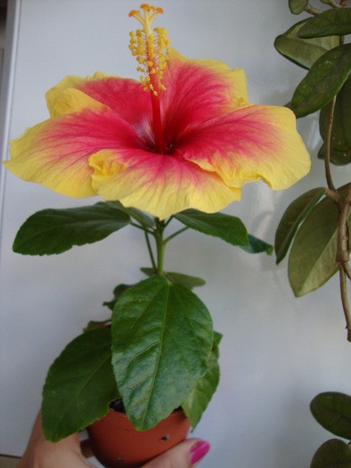 oberon - 2010 hibiscus