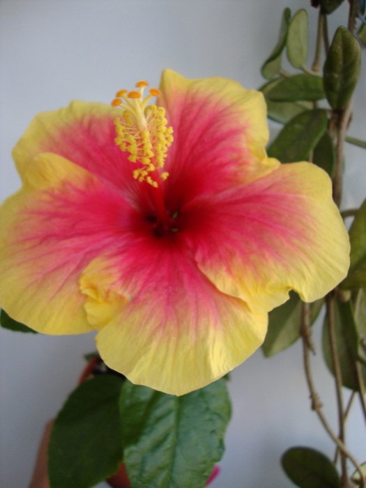 oberon - 2010 hibiscus