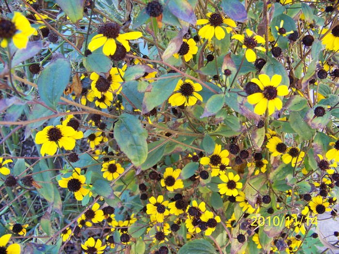 100_3309 - Rudbeckia