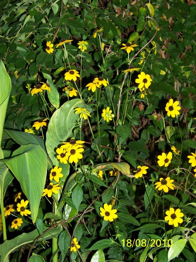 100_8939 - Rudbeckia