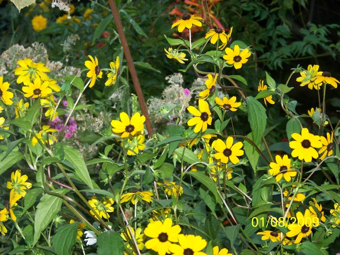 100_9031 - Rudbeckia