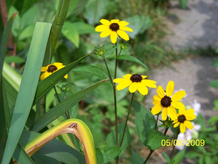 100_9345 - Rudbeckia