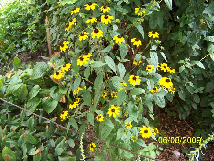 100_9380 - Rudbeckia