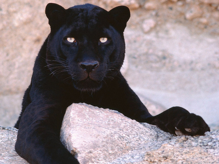 Black_Leopard__www.Wallpaper.evolink.ro_