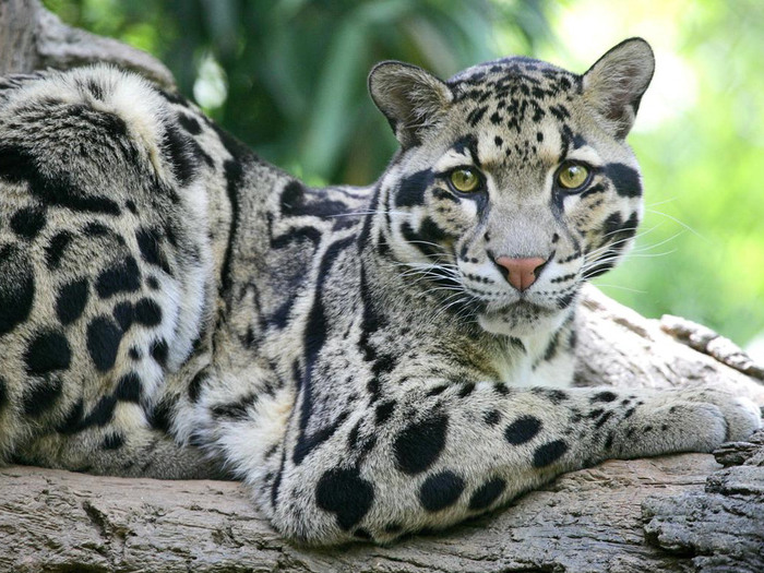 Leopard_www.wallpaper.evolink.ro