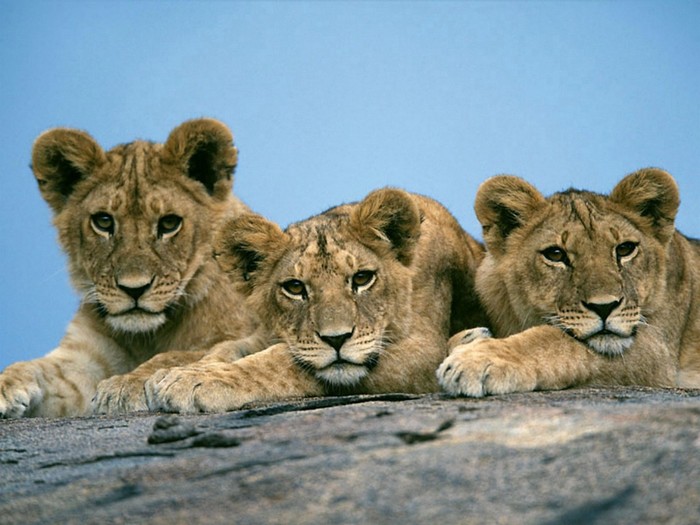 Sleepy_Lion_Cubs_Africa__www.Wallpaper.evolink.ro_