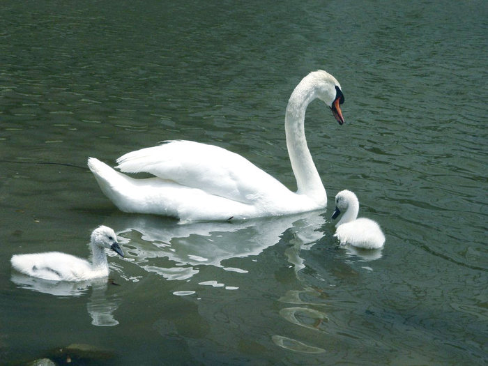 swans__www.Wallpaper.evolink.ro_