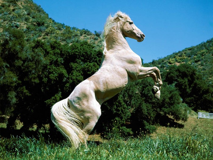 white_horse_www.wallpaper.evolink.ro