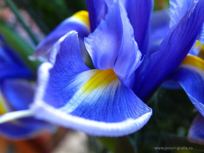 floare-iris-poze-flori_1024x768 - Flori