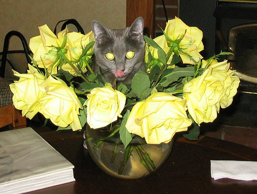 poze-amuzante-martisoare-1-martie-8-pisici-primavara-flori