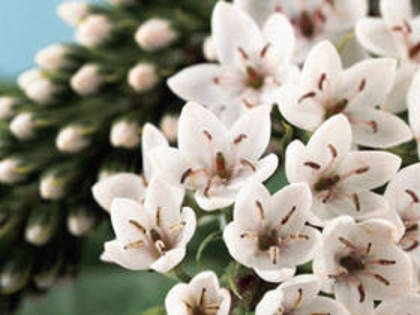 RF245662 - poze flori