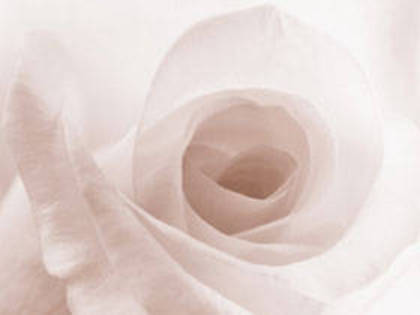 RF245663 - poze flori