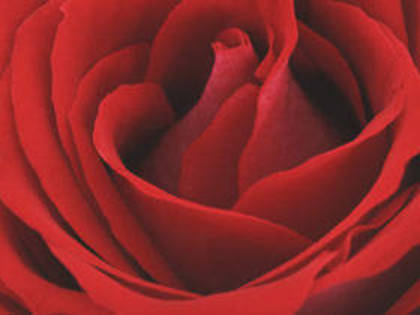 RF245673 - poze flori