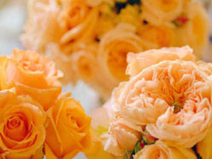 CB058498 - poze flori