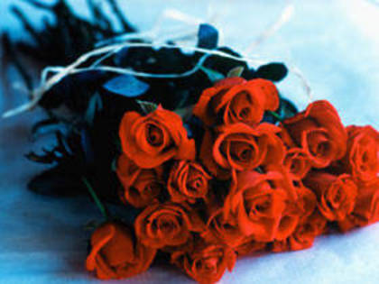 CB063139 - poze flori
