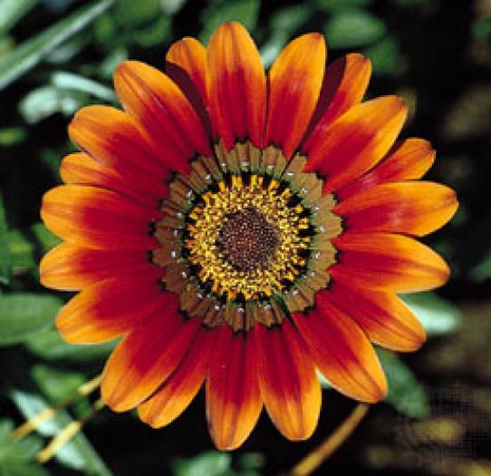 Dalie - poze flori