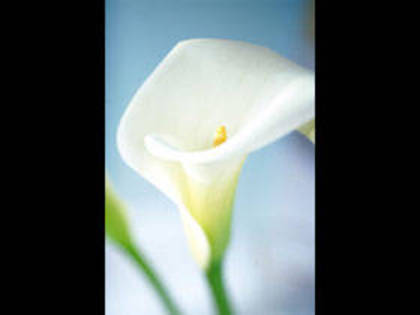 IS071-041 - poze flori