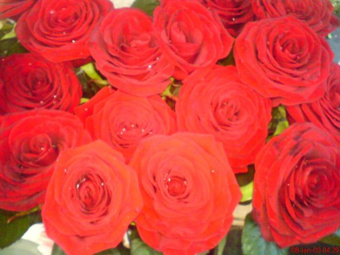 trandafir 6 - poze flori - Flori