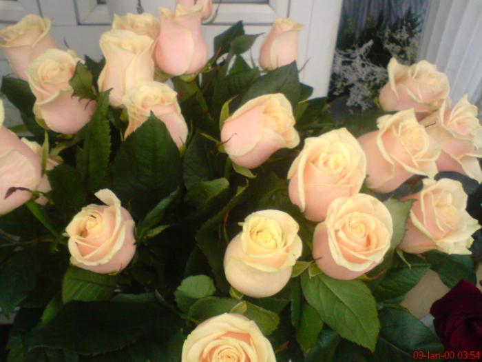 trandafir 10 - poze flori - Flori
