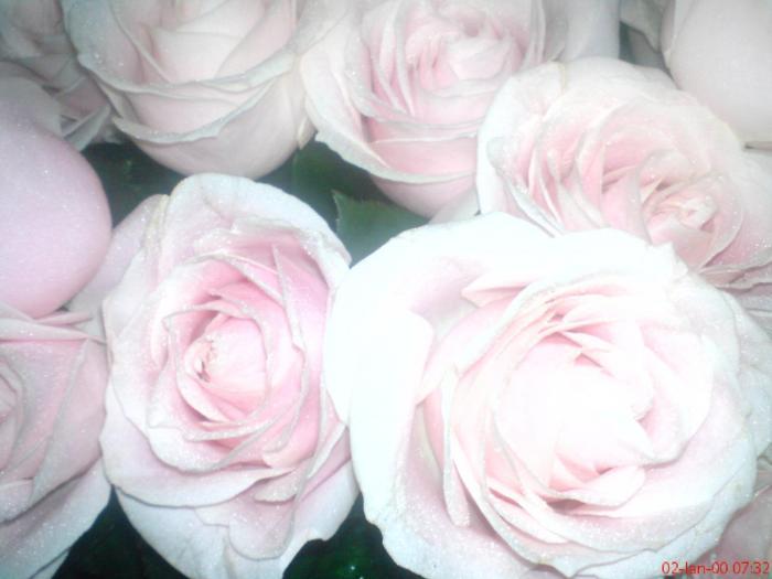 trandafir 15 - poze flori - Flori