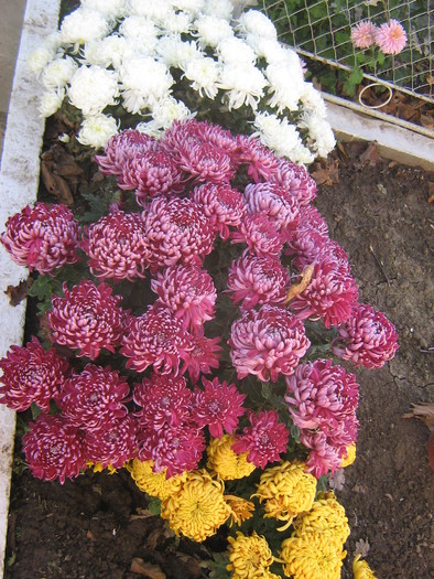 crizanteme 368 - CRIZANTEME TUFANELE 2010
