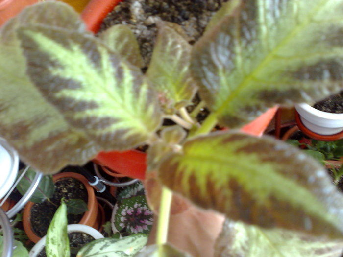 14112010758 - Episcia