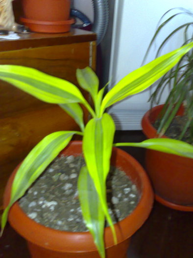 14112010762 - Dracena