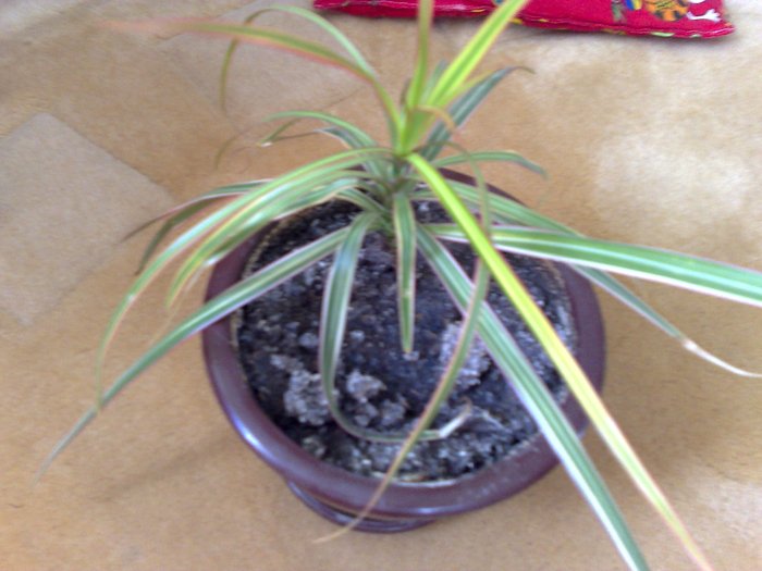 14112010759 - Dracena