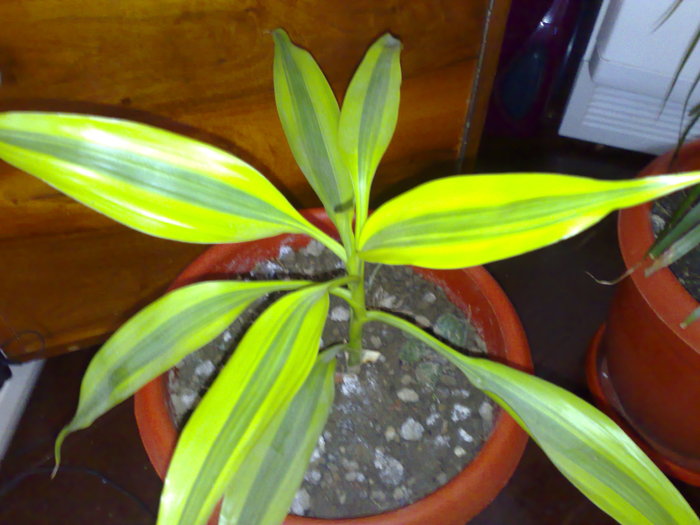 14112010761 - Dracena