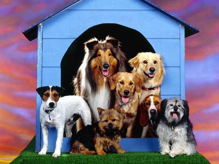 [Bon99.com] Dog (15) - Dogs Wallpapers