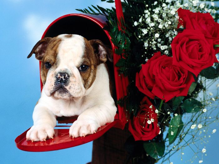 [Bon99.com] Dog (46) - Dogs Wallpapers
