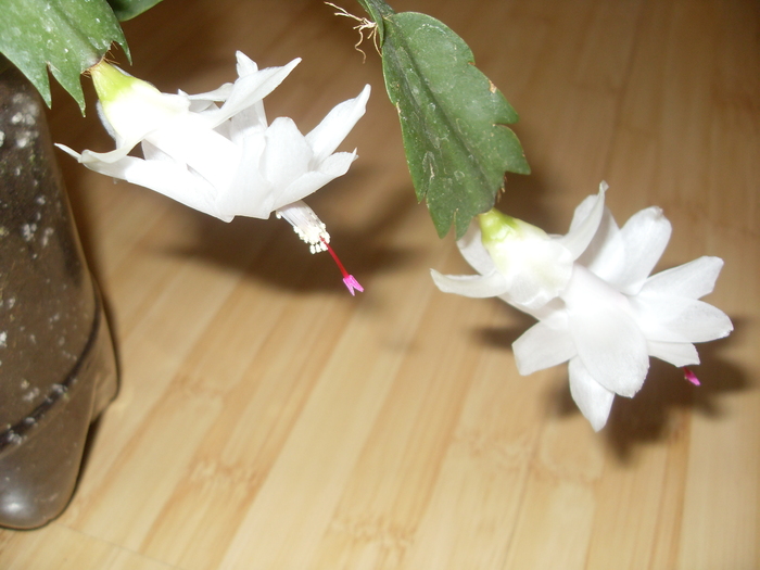 SDC17010 - SCHLUMBERGERA 2010