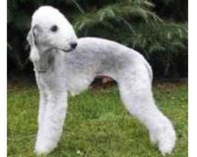 Bedlington Terrier - Bedlington Terrier