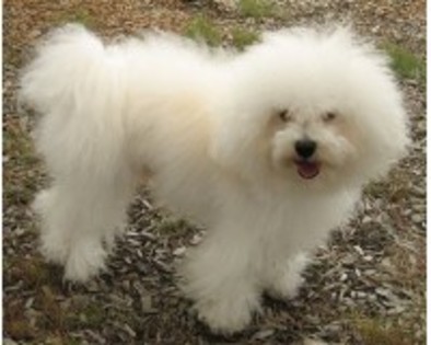 Bichon Bolognez