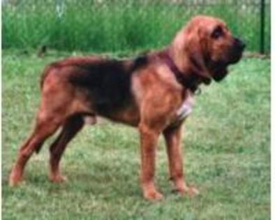 Bloodhound