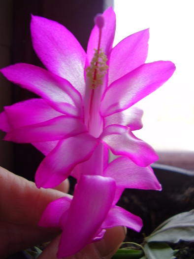 schlumbergera ticlam cu alb