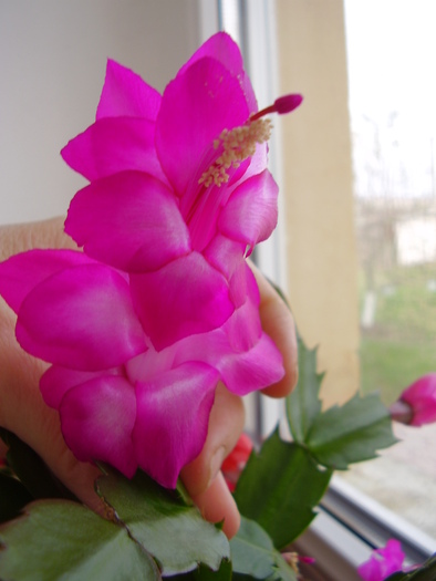 schlumbergera cu floare foarte mare - cactus de craciun