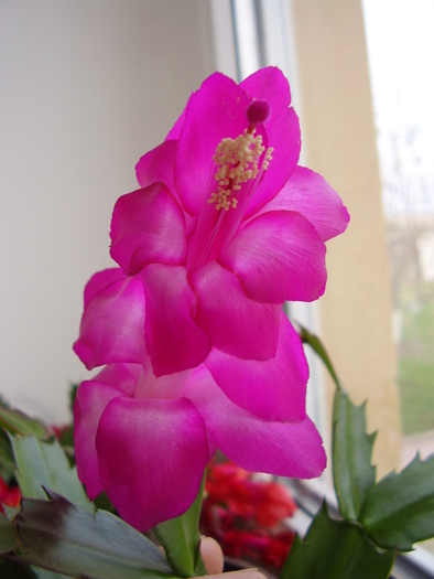 schlumbergera ticam inchis cu petale rotund