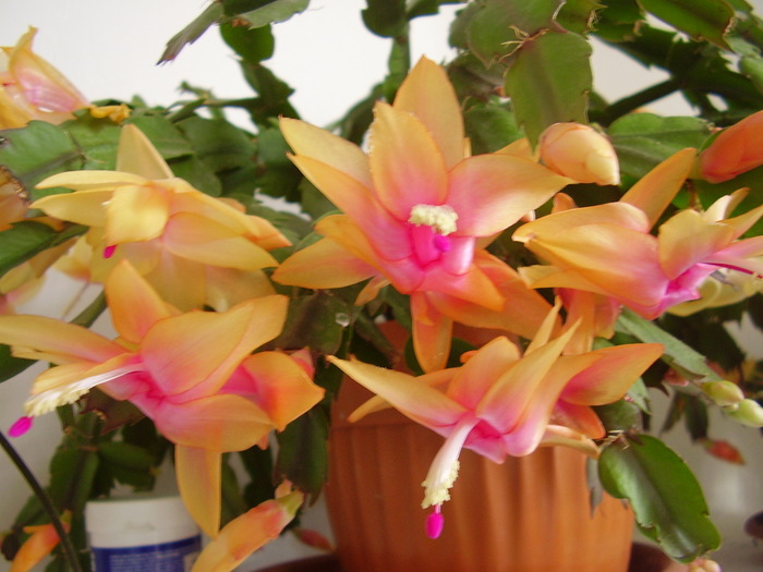 schlumbergera galben cu roz in mijloc