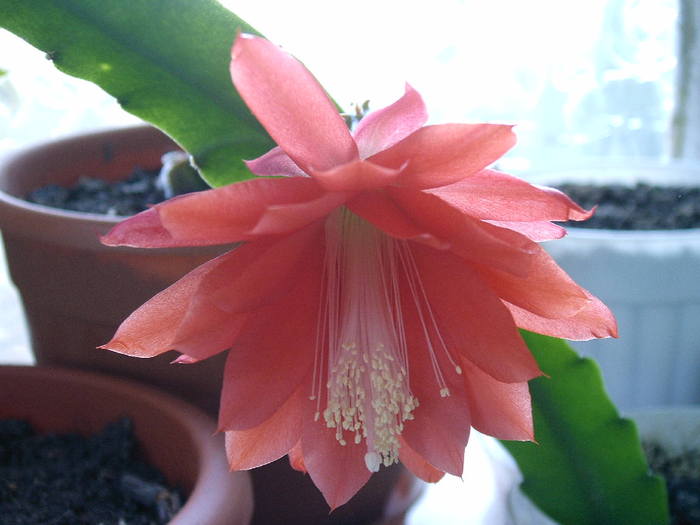Epiphyllum - Cactusi -suculente