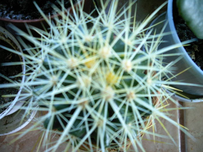 IMAG0155 - Cactusi -suculente