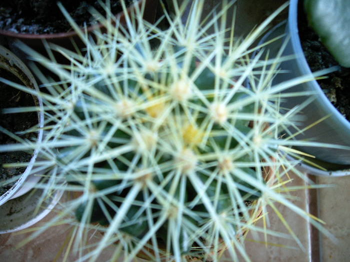IMAG0155; Echinocactus
