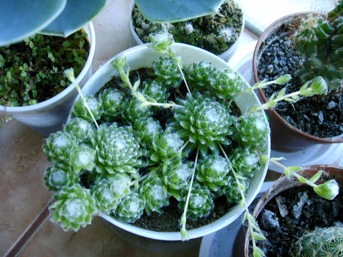 Sempervivum - Cactusi -suculente