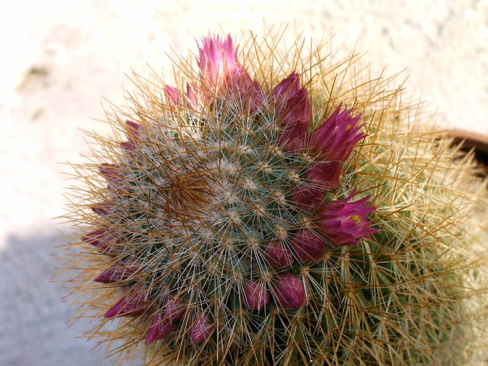 Mammillaria - Cactusi -suculente