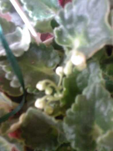 bobocel de violeta alba